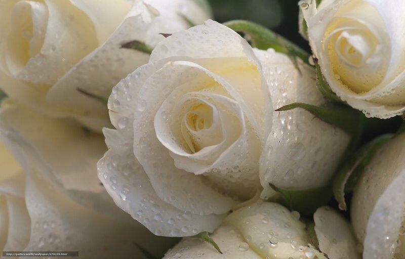 White Roses with Water Droplets — Serene, Photograph, Water Droplets, Green Leaves, Buds