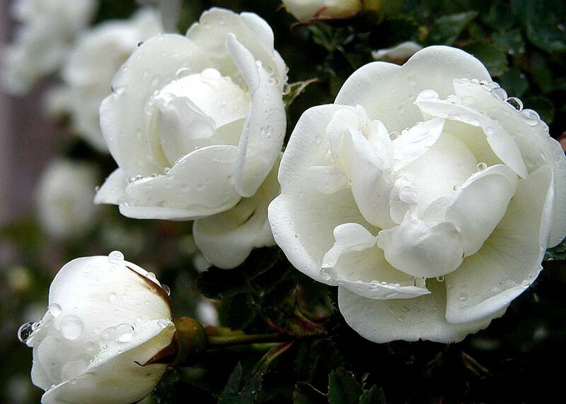 White Roses with Water Droplets — Serene, Photograph, Water Droplets
