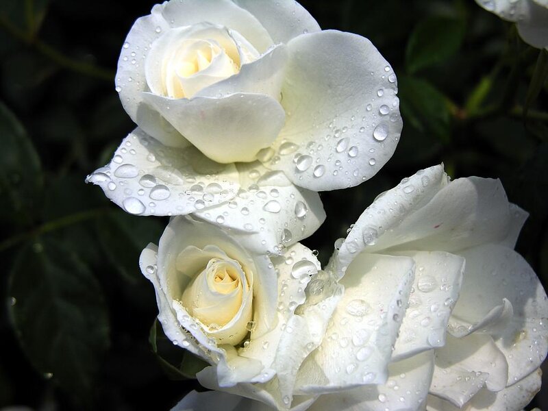White Roses with Water Droplets — Serene