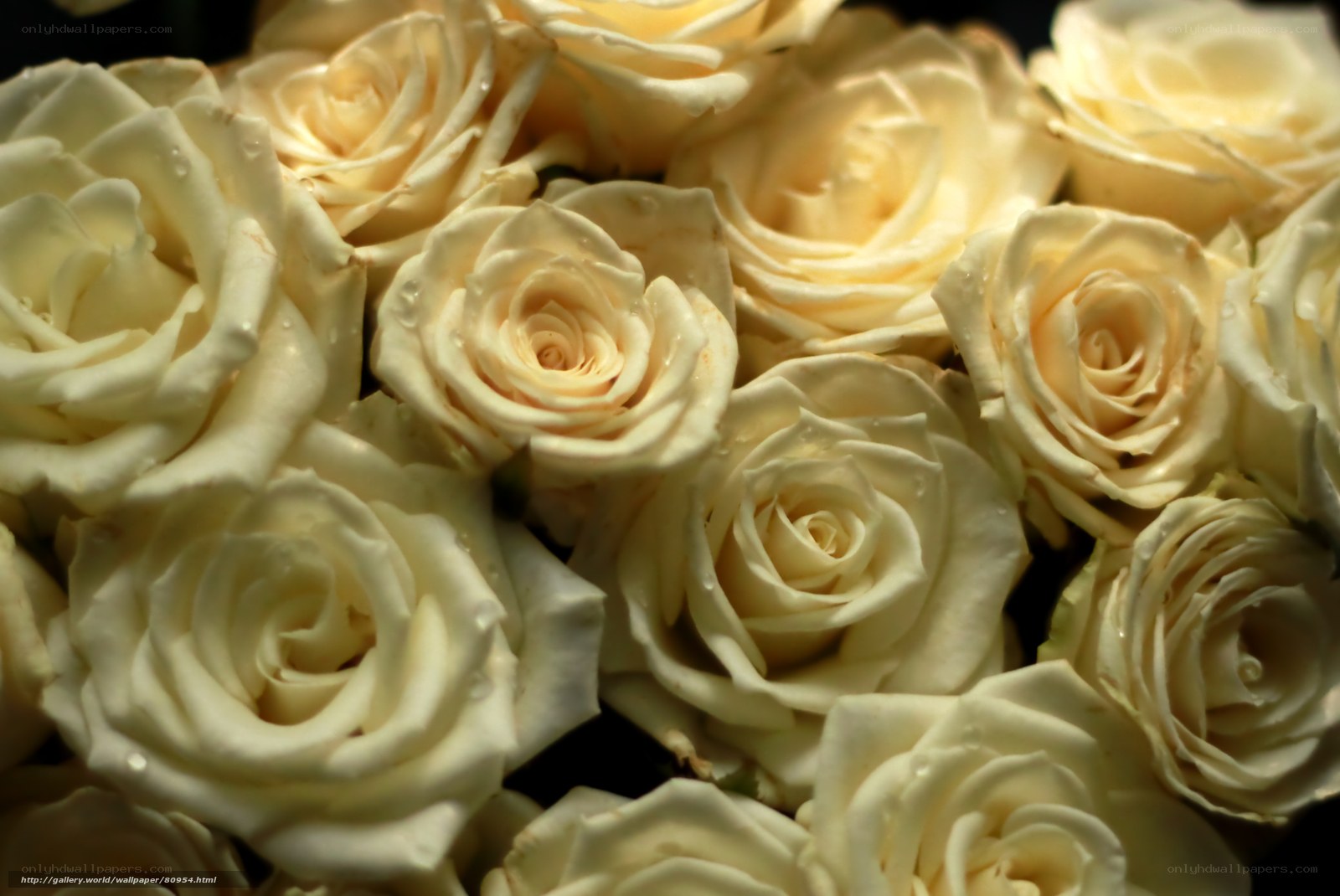 White roses with water droplets