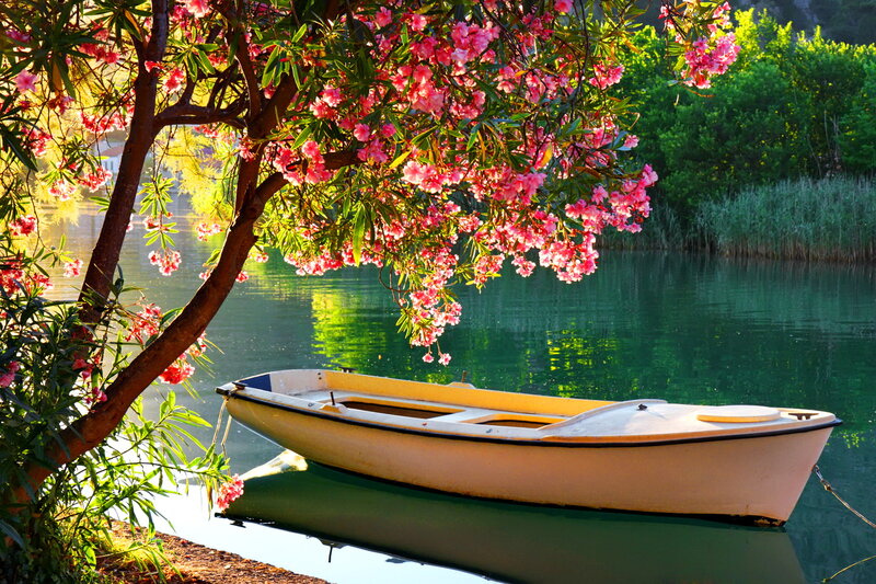 White Rowboat under Tree
