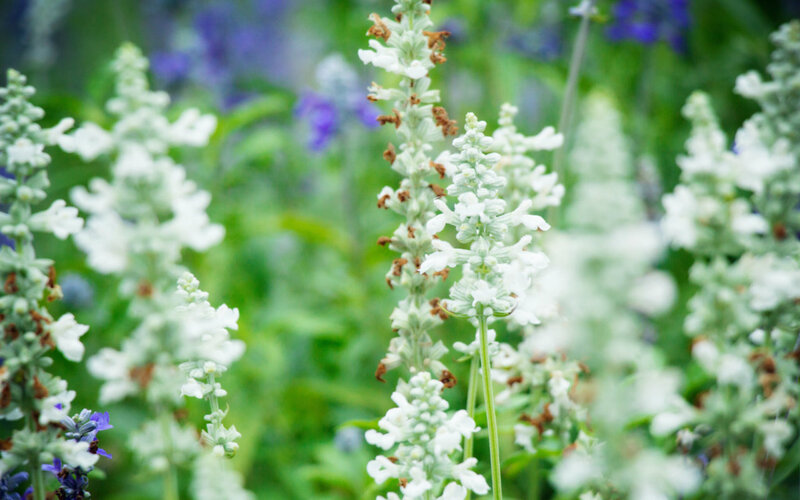 White Salvia Flowers