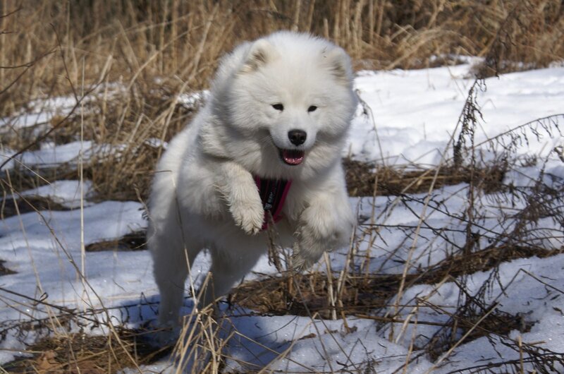 White Samoyed Dog — Active