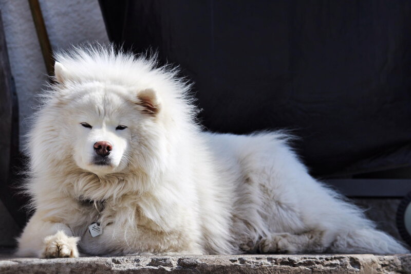 White Samoyed Dog — Calm, Afternoon, Photograph, Collar