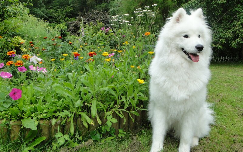 White Samoyed Dog — Calm, Afternoon, Photograph, Flowers, Garden