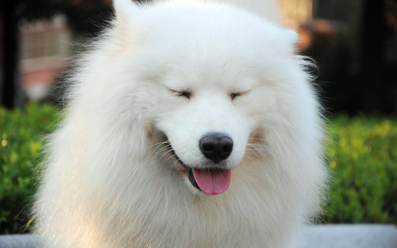 White Samoyed Dog — Calm, Afternoon, Photograph, Green Bushes