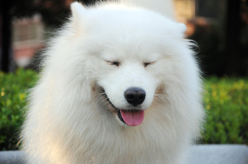 White Samoyed Dog — Calm, Afternoon, Photograph