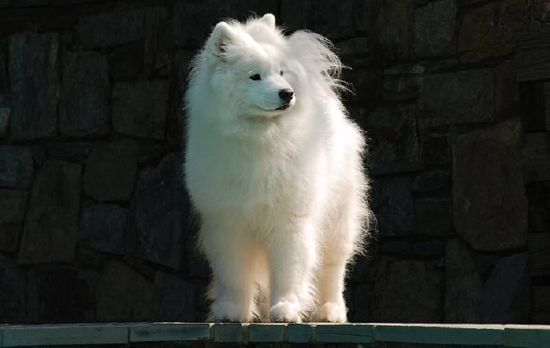 White Samoyed Dog — Calm, Afternoon