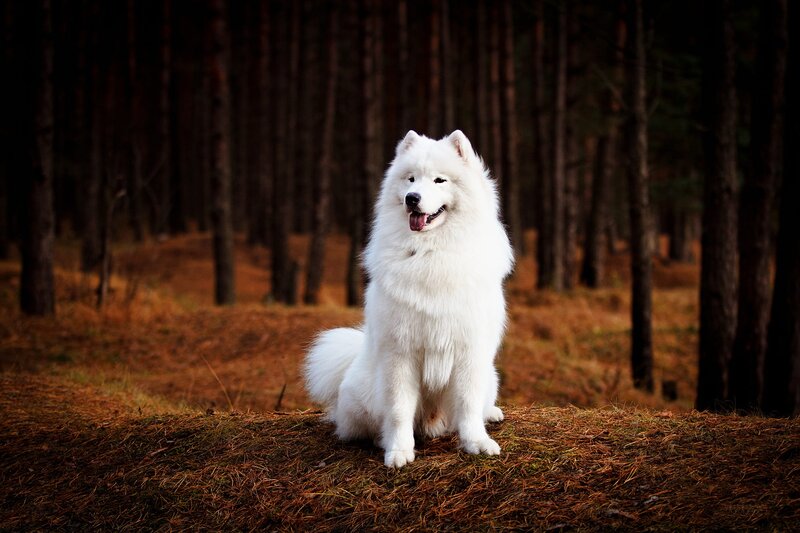 White Samoyed Dog — Calm, Autumn