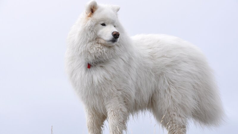 White Samoyed Dog — Calm, Photograph, Collar