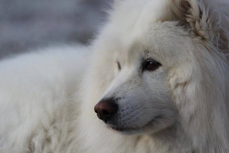 White Samoyed Dog — Calm, Photograph, Fur