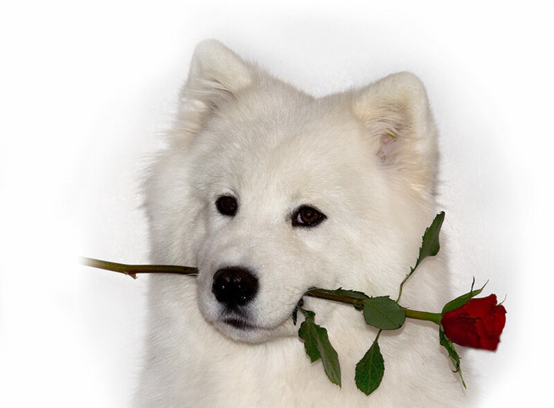 White Samoyed Dog — Calm, Photograph, Rose