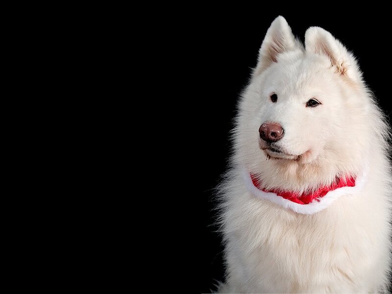 White Samoyed Dog — Calm, Photograph