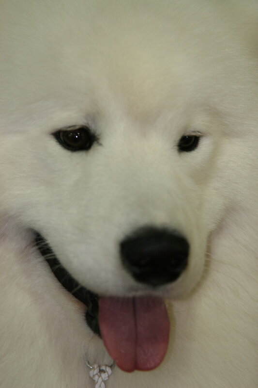 White Samoyed Dog — Calm, Photograph, Tongue