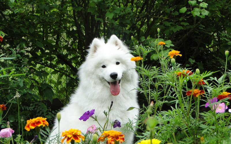 White Samoyed Dog — Calm, Summer, Photograph