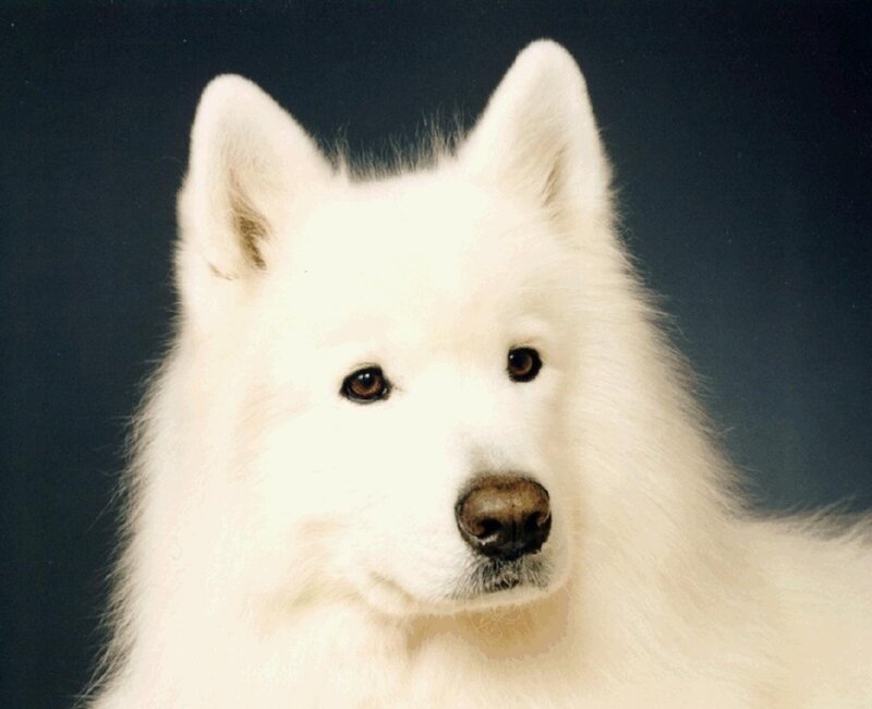 White Samoyed Dog — Calm