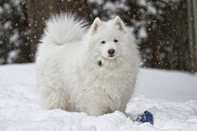 White Samoyed Dog — Calm, Winter, Photograph, Snow