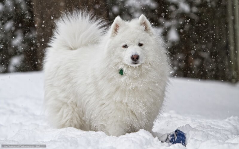 White Samoyed Dog — Calm, Winter, Photograph, Snow, Trees
