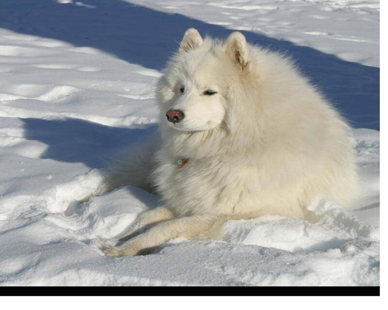 White Samoyed Dog — Calm, Winter, Photograph