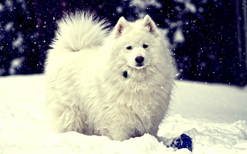 White Samoyed Dog — Calm, Winter