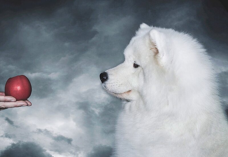 White Samoyed Dog — Dramatic