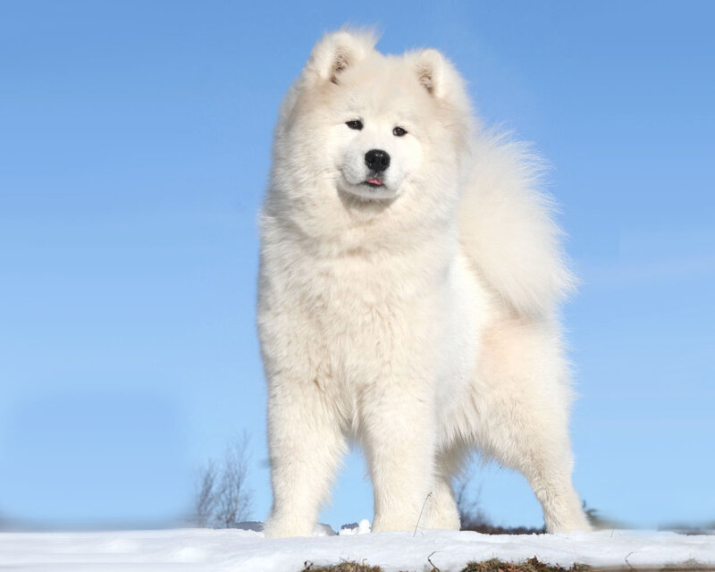 White Samoyed dog in snow