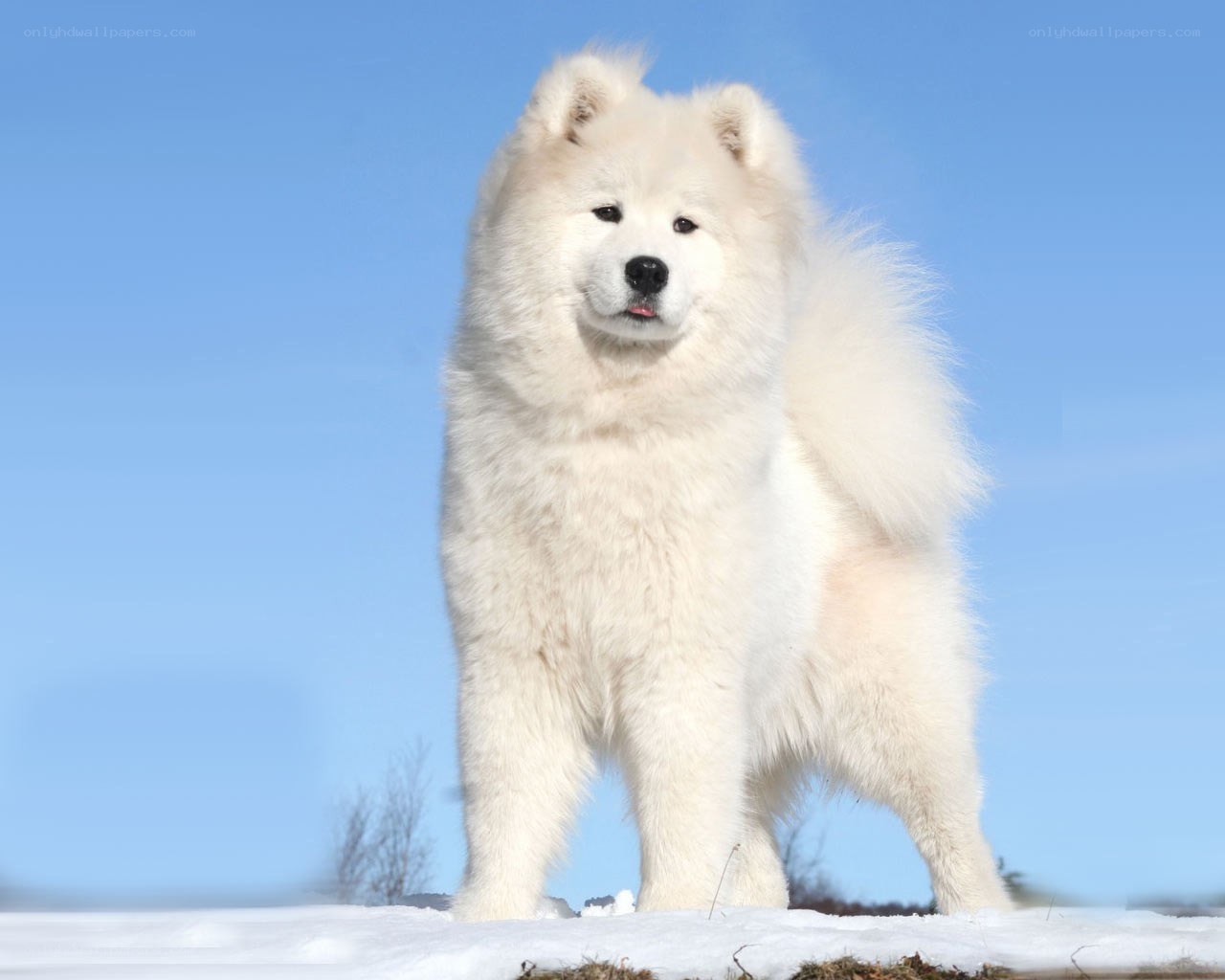 White Samoyed dog in snow