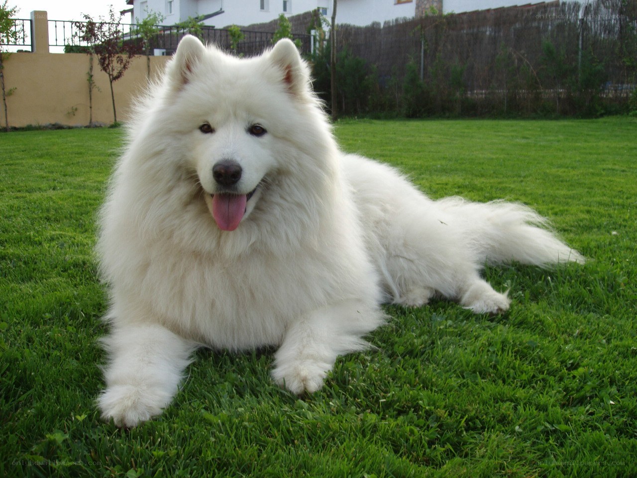 white samoyed dog on grass