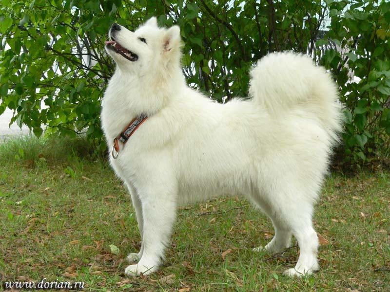 white samoyed dog outdoors