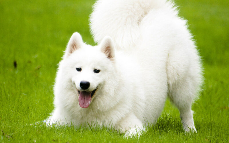 White Samoyed Dog — Playful