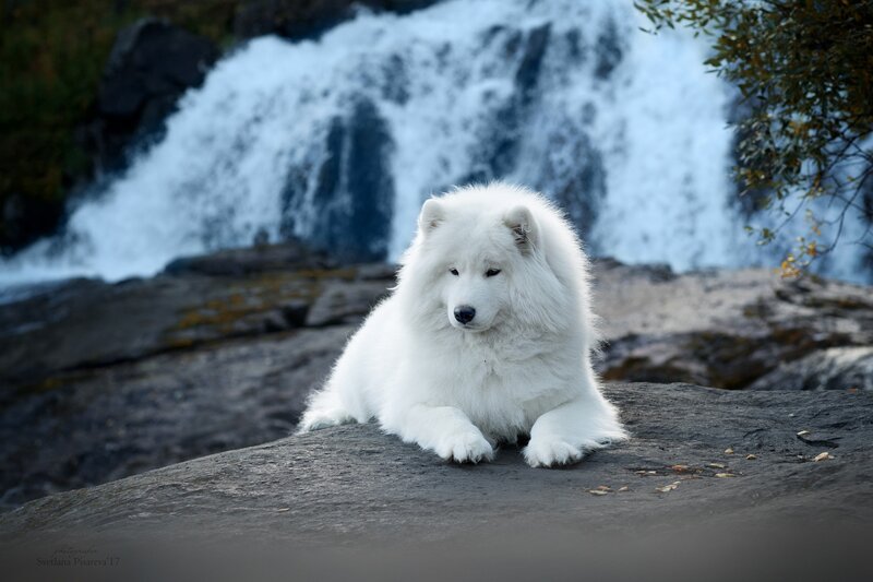 White Samoyed Dog — Serene, Autumn