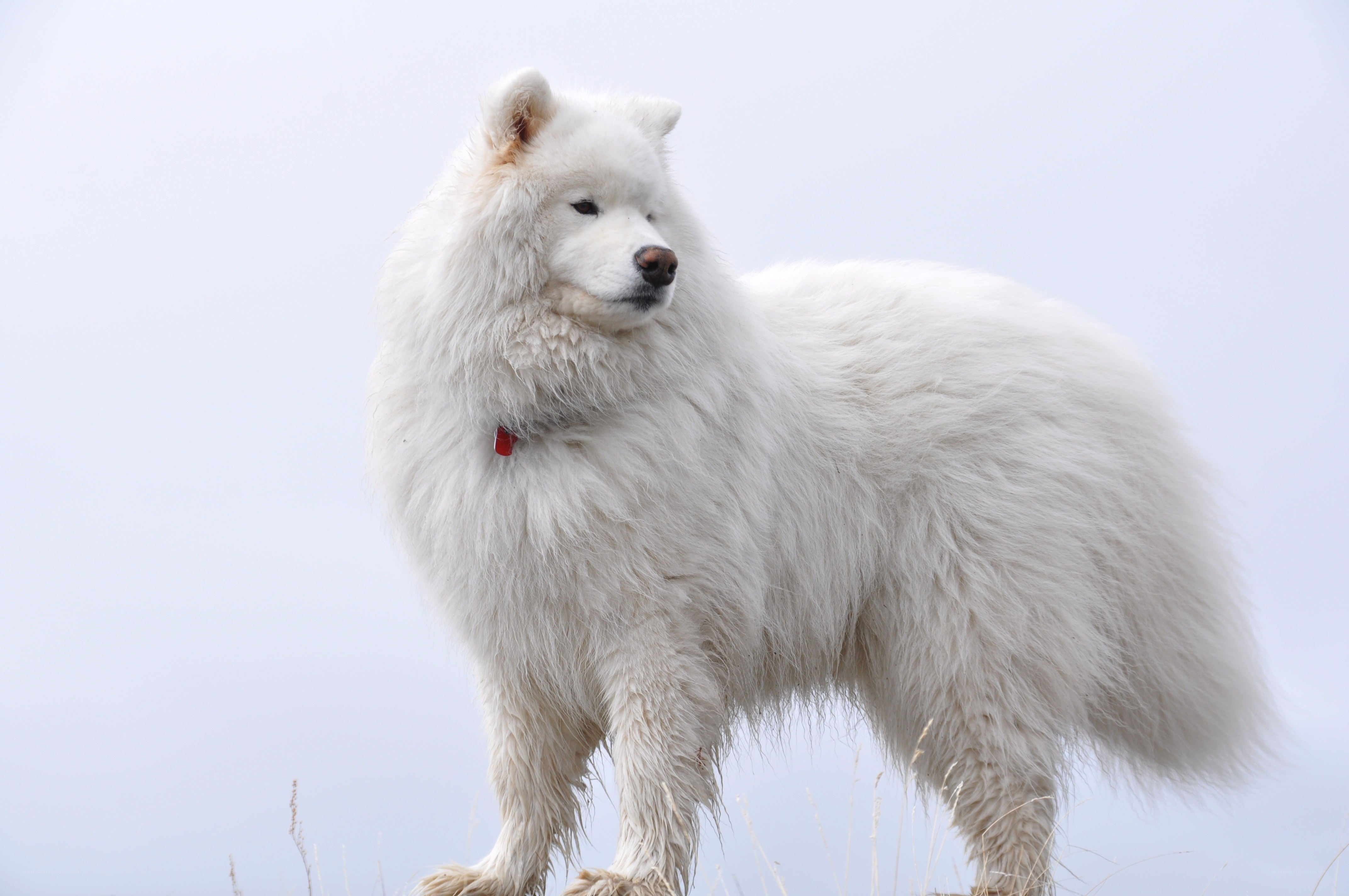white samoyed dog standing