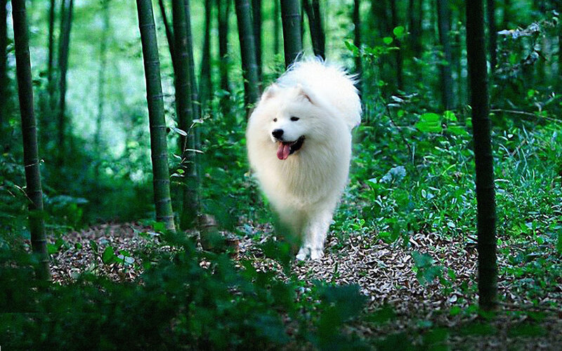White Samoyed Dog