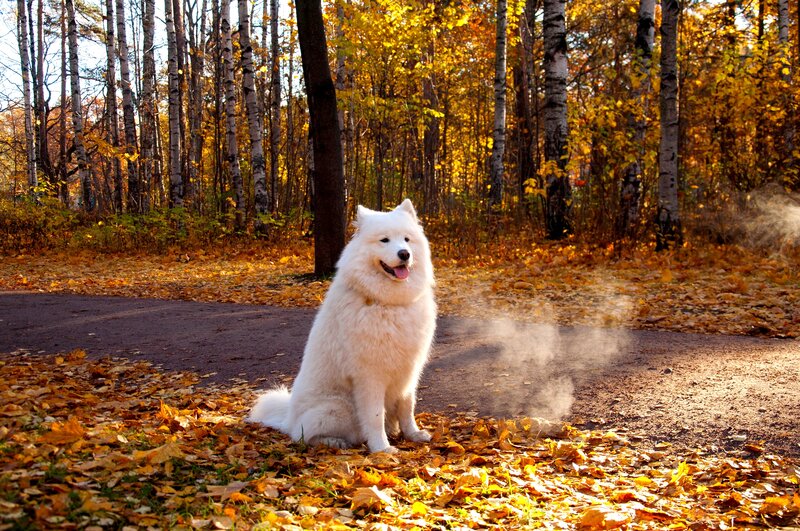 White Samoyed Dog — Yellow