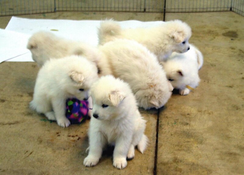 White Samoyed Puppies — Calm, Photograph