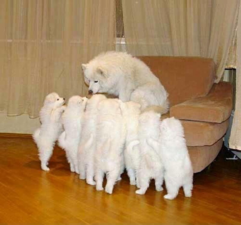 White Samoyed Puppies — Calm