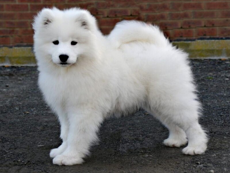 White Samoyed Puppy — Calm, Photograph, Brick Wall