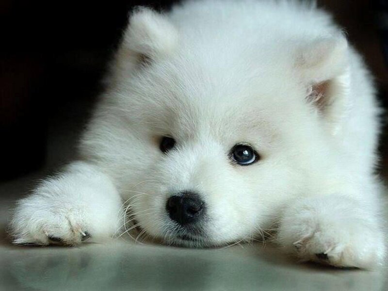 White Samoyed Puppy — Calm, Photograph