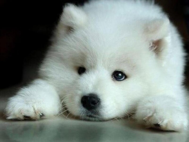 White Samoyed Puppy — Calm