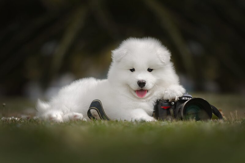 White Samoyed Puppy — Playful