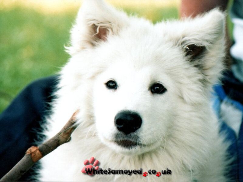 White Samoyed puppy