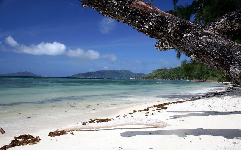 White Sand Beach — Blue, Serene, Afternoon, Photograph, Tree Branch, Driftwood