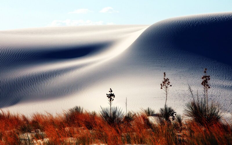 White sand dunes with desert plants