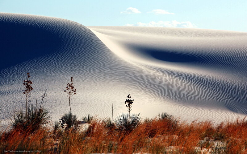 White sand dunes with desert plants