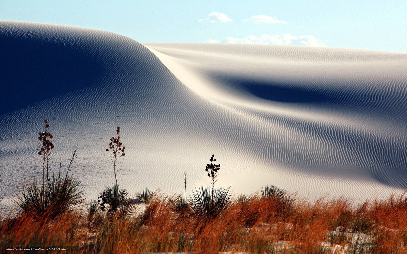 White sand dunes with desert plants