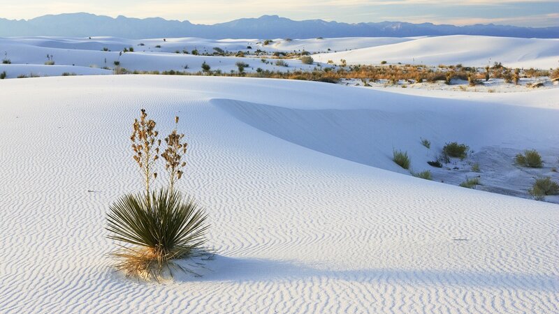 White sand dunes with yucca plant