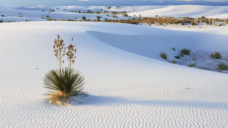 White sand dunes with yucca plant