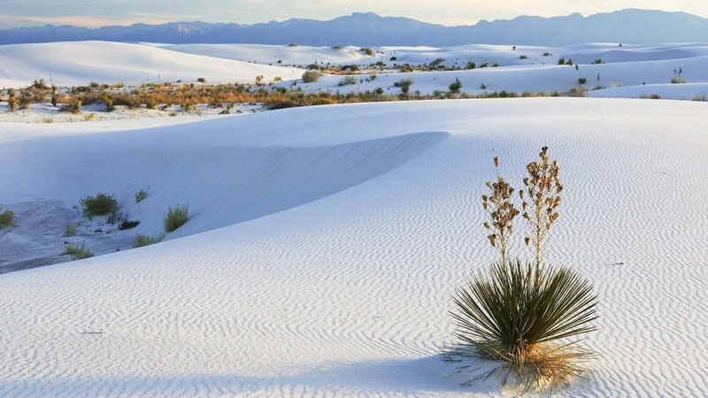 White sand dunes with yucca plant