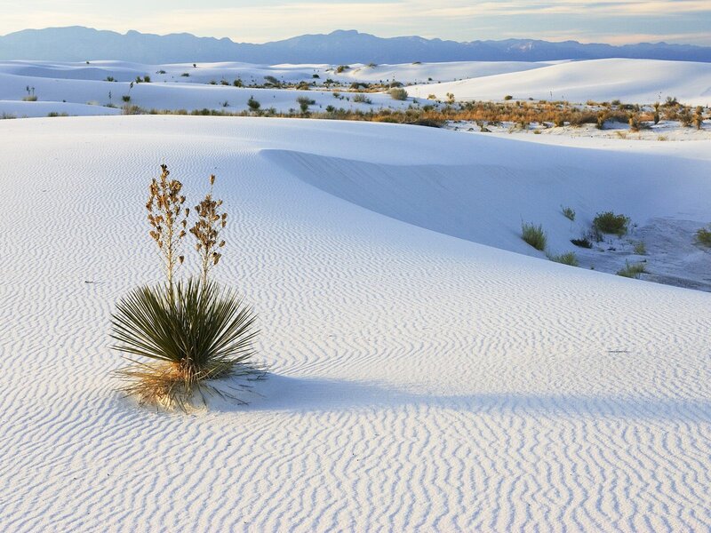 White sand dunes with yucca plant