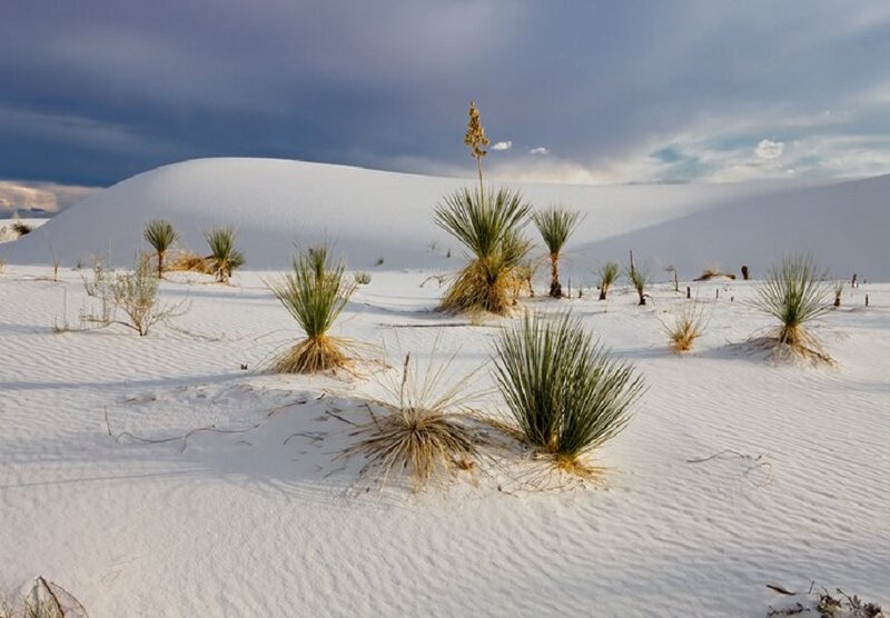 White Sand Dunes with Yucca